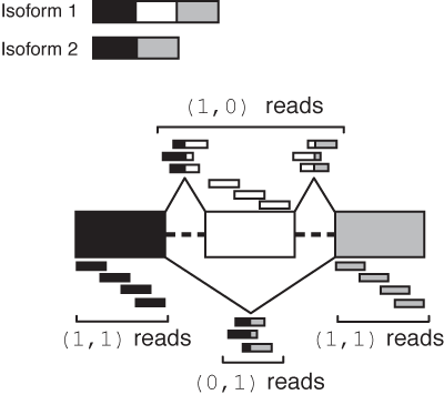 Illustration of MISO read class counts for a skipped exon