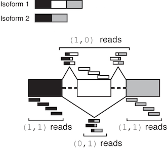 Illustration of MISO read class counts for a skipped exon